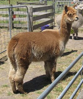 female_brown_alpaca_for_sale